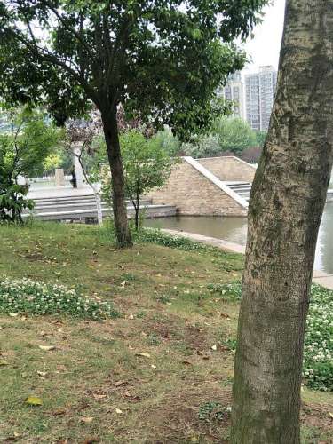 沱河风景带旅行图片 3