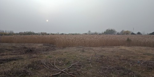 桑沟湾湿地公园旅行图片 3