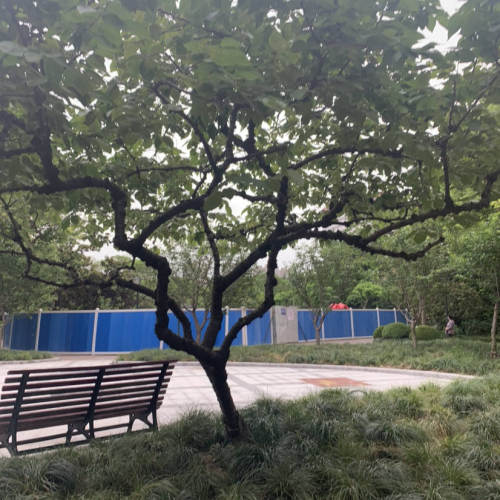 沪太公园旅行图片 2