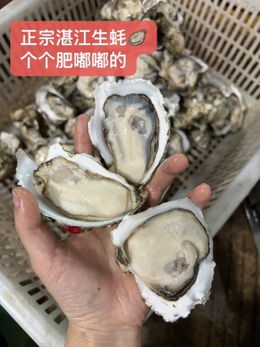 湛江生蚝