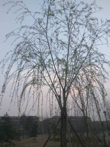 良乡大学城公园旅行图片 3