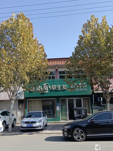 岳灵苗草生发(行唐店)