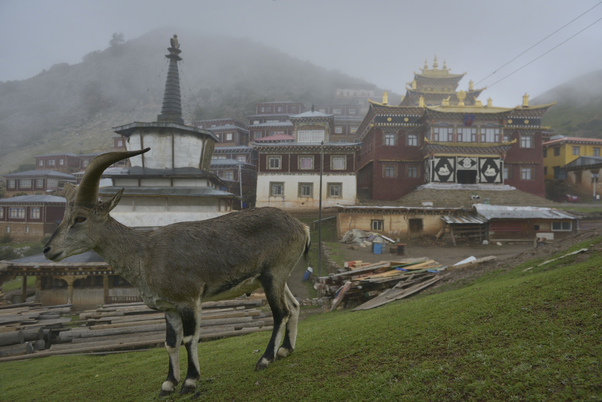 尼果寺实景照片