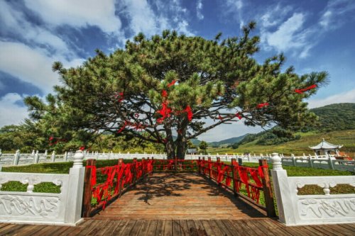 大清神树旅行图片 3
