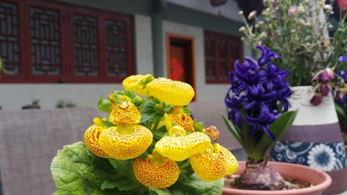 真宁净寺旅行图片 1