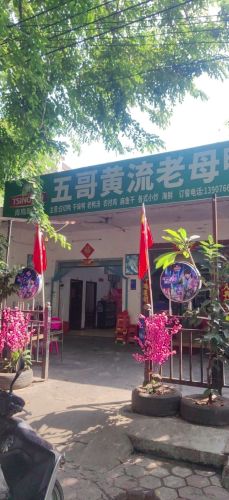 五哥黄流老母鸭店