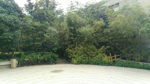 翠竹园旅行图片 1