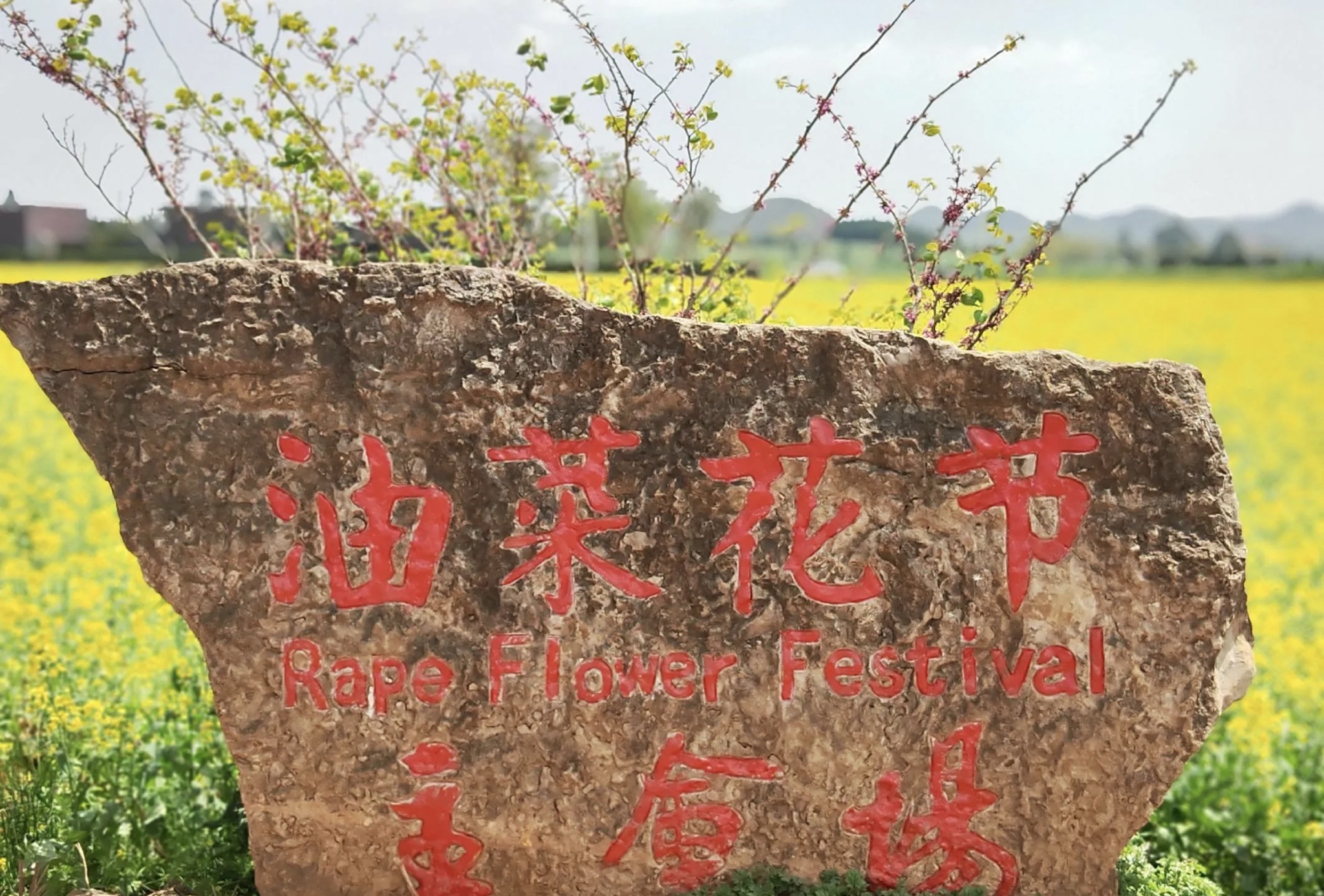 曲靖罗平油菜花