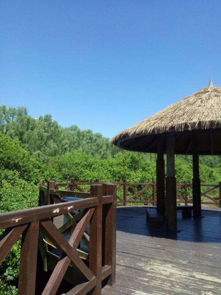 大亚湾红树林城市湿地公园景点图片
