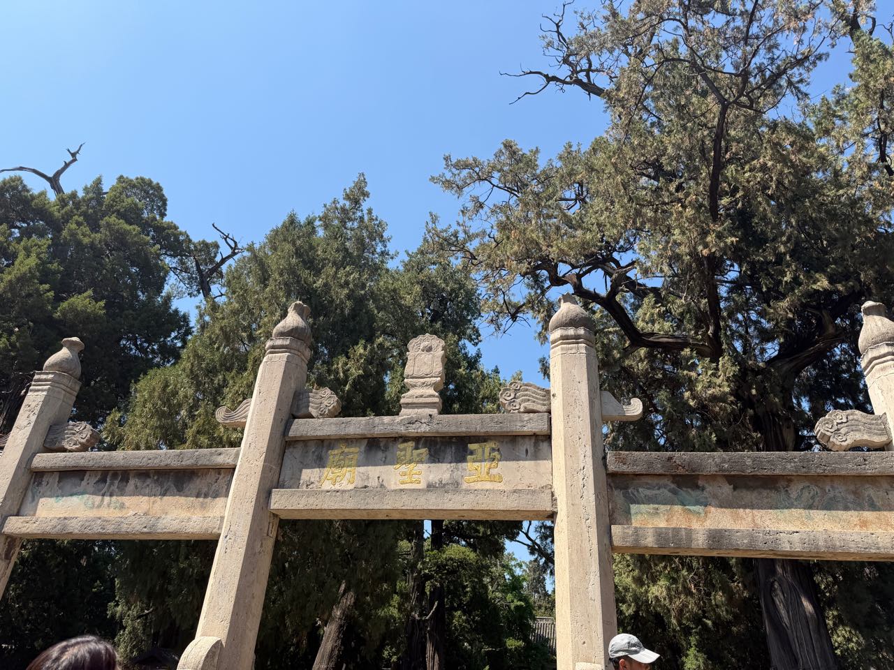 孟庙孟府-槐树实景照片