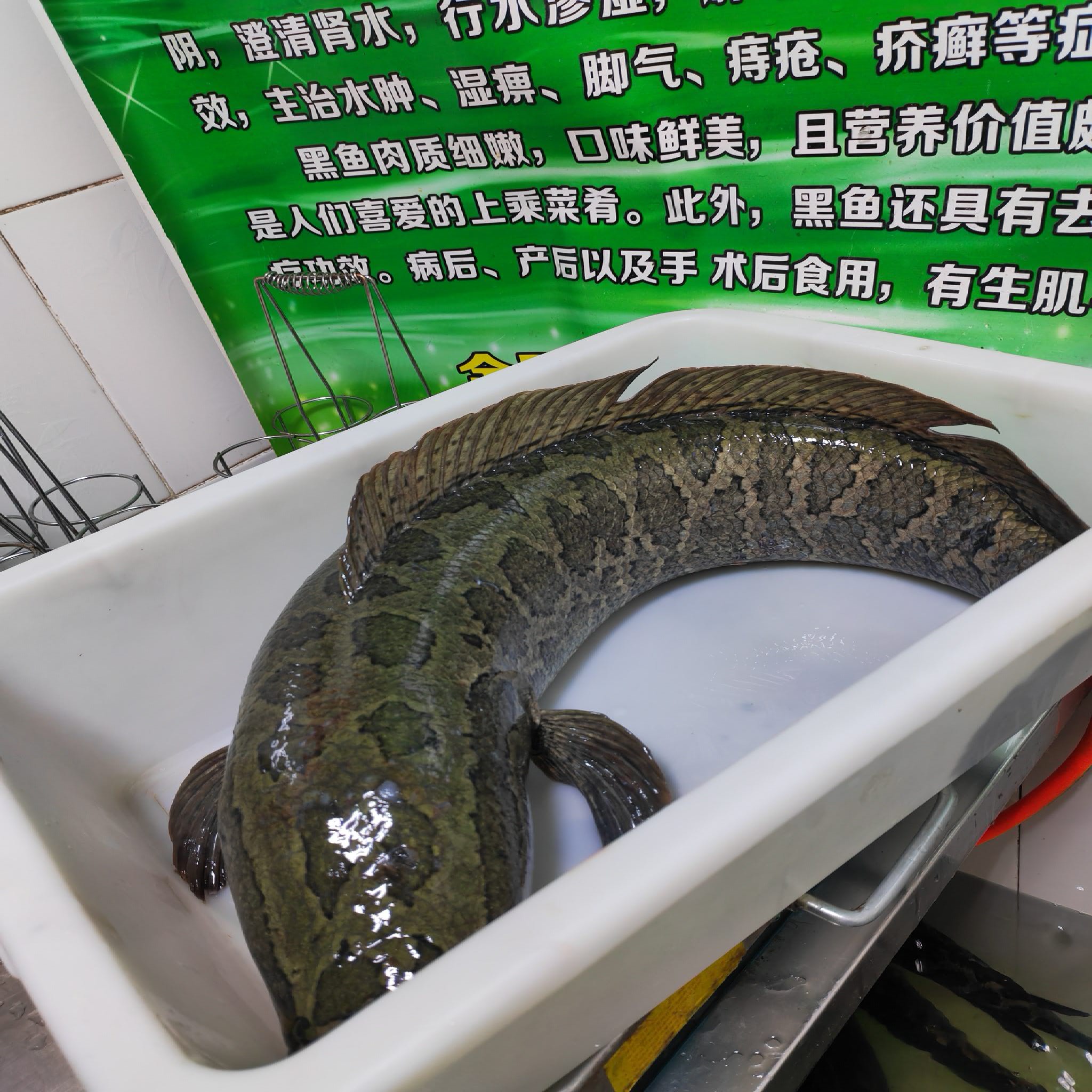 养生酸汤鱼