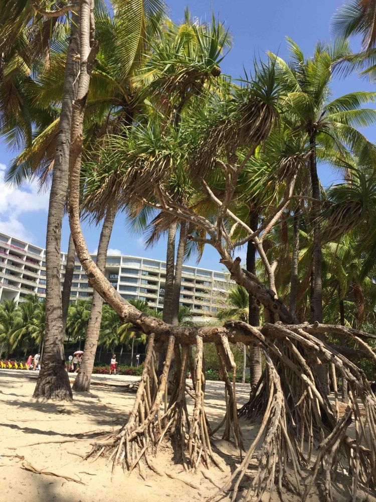 海棠广场景点图片