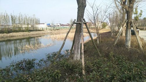 苏州市吴江区平望莺脰湖生态公园旅行图片 2