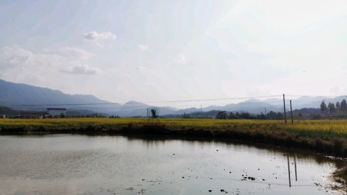 十大最美油菜花观赏地(杨村镇)旅行图片 3