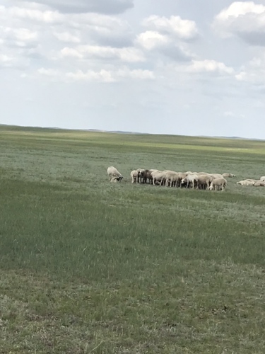 白音锡勒草原旅行图片 2
