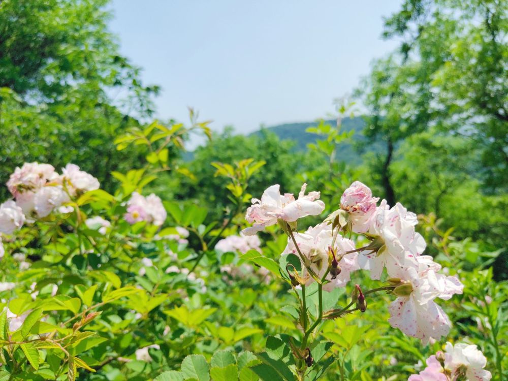 南京老山国家森林公园景点图片