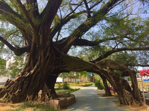 榕津千年古榕群旅行图片 1