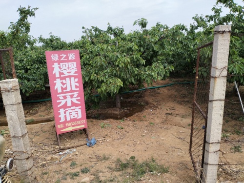 绿之源樱桃采摘