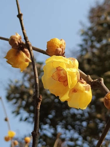 中国安阳蜡梅园旅行图片 1