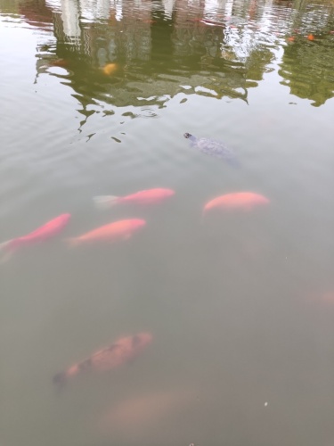 水木柴门旅行图片 3