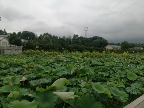 环湖碧荷园旅行图片 2