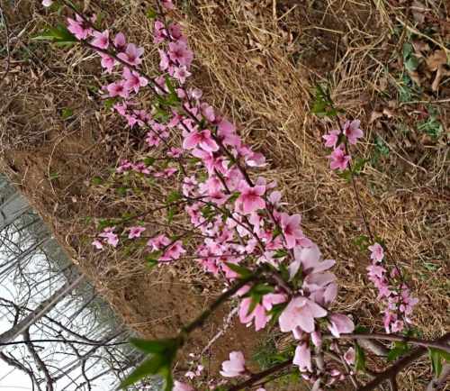 沂水县长虹果业园区旅行图片 2