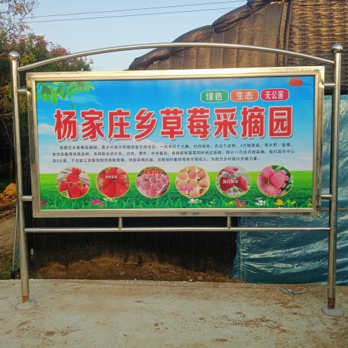 杨家庄乡草莓采摘园