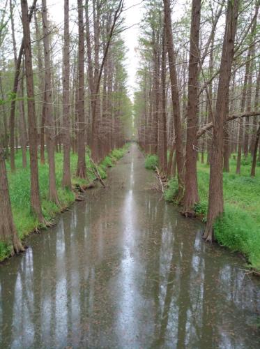 江苏东湖湿地公园旅行图片 3