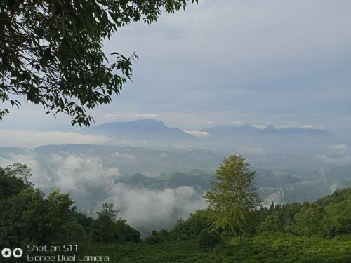 蒙顶山老川茶观光园旅行图片 1