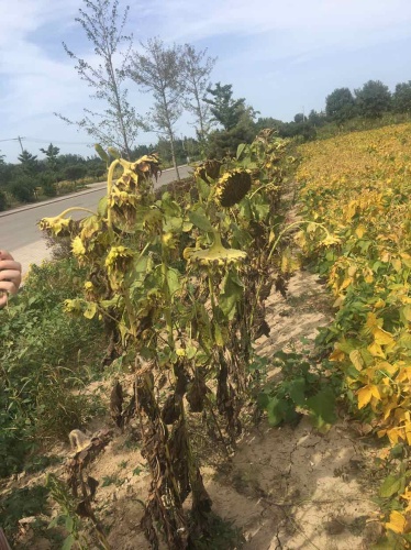 顺义向日葵花海旅行图片 1