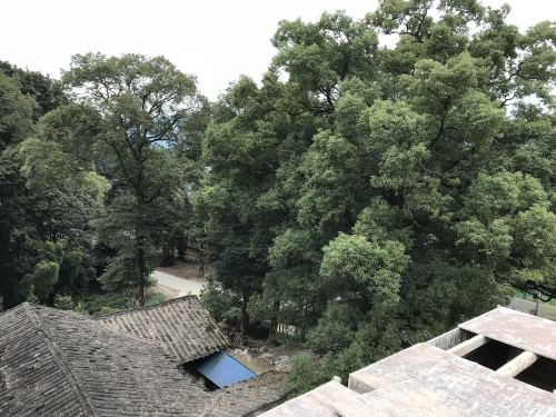 中国第一楠木林旅行图片 1