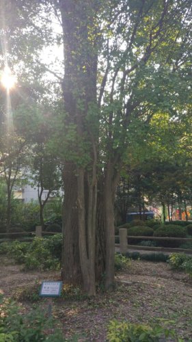 小河口银杏园旅行图片 2