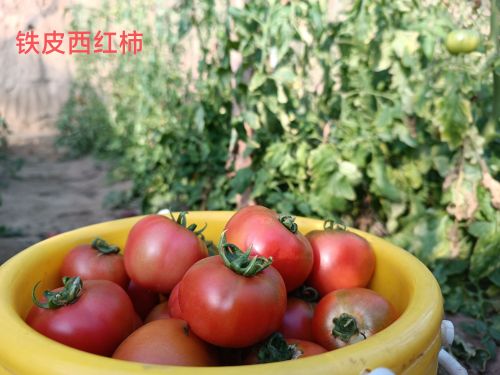 无极县槟果家庭农场(西红柿,草莓采摘园)
