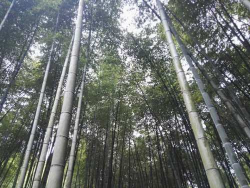 峨城山旅行图片 3