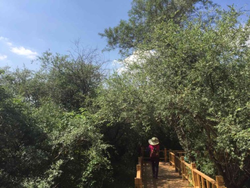 苍头河湿地公园旅行图片 2