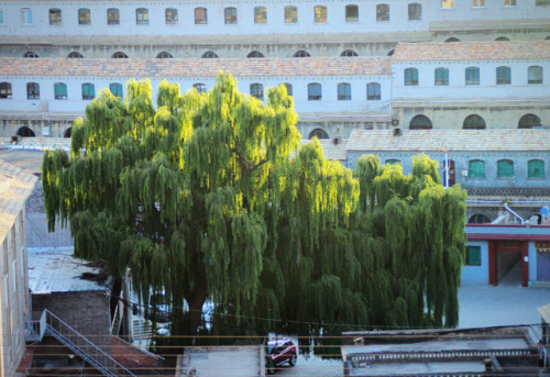 大寨森林公园旅行图片 2