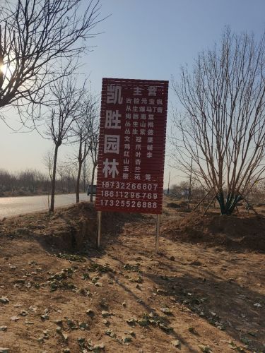 凯胜园林苗圃