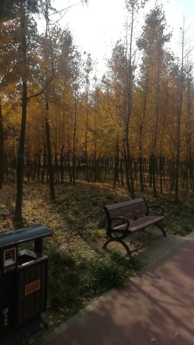 安丘市青云植物园旅行图片 1