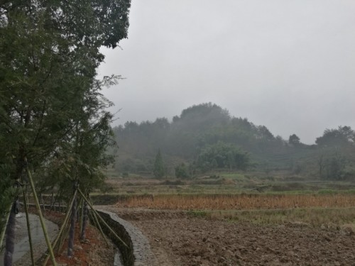 青坑古树群旅行图片 2