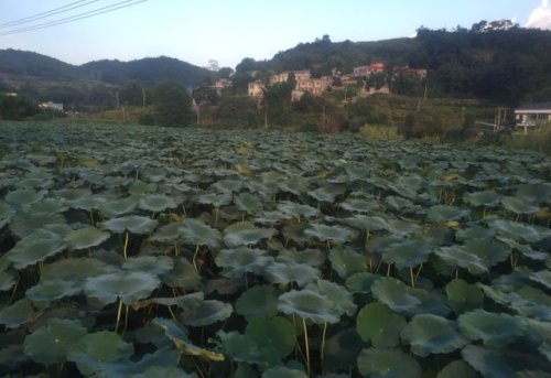 杨粲墓旅行图片 3
