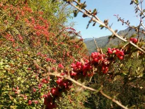 勿角自然保护区旅行图片 2