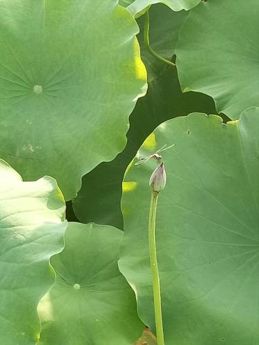 平舆金沙湾荷花园旅行图片 3