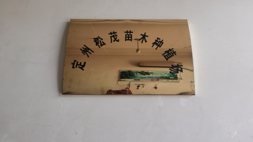 定州松茂苗木种植场