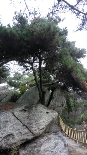 孟良崮国家森林公园旅行图片 3