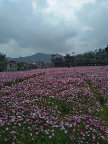 大柘森林公园旅行图片 1