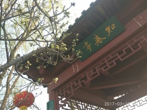 雪山梅园旅行图片 2