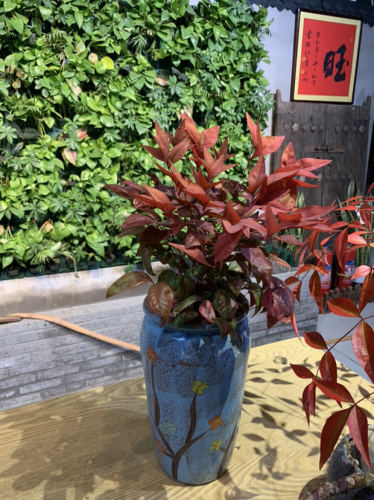 微森林植物园旅行图片 3
