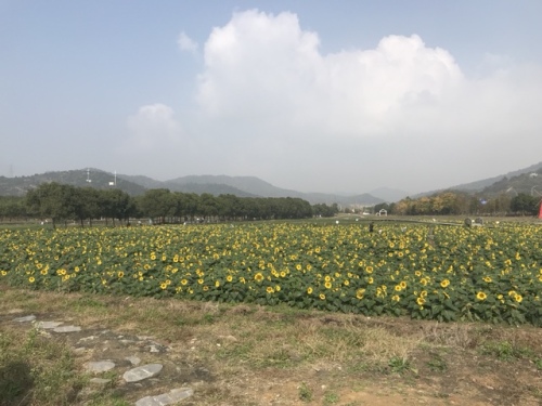 荪湖马鞭草花园旅行图片 1