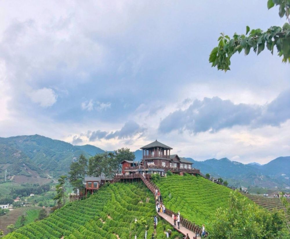 文新茶村景点图片
