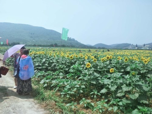 海滨花海公园旅行图片 3